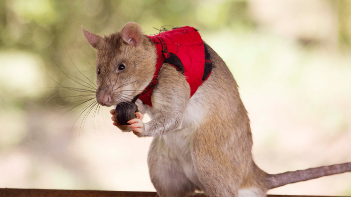 rat wearing vest.png